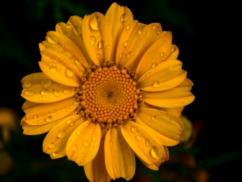 Rain Drops on petals