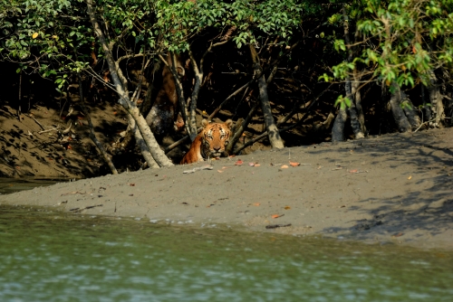 Sunderban's Mangrove Emperor