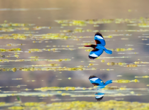 The Blue Reflection 