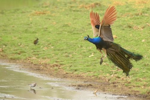 Flying beauty