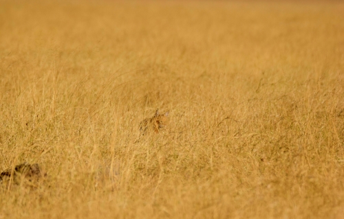 Elusive Jungle Cat 