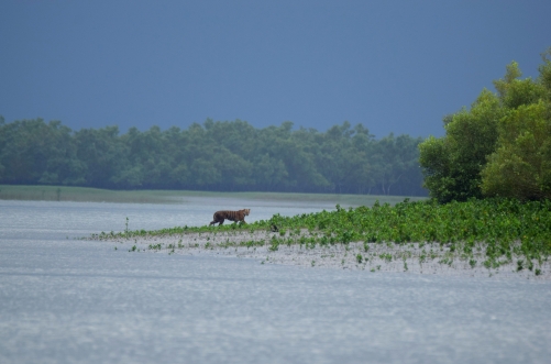 Phantom of the swamps