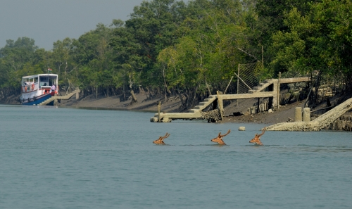 Sunderbans river crossing