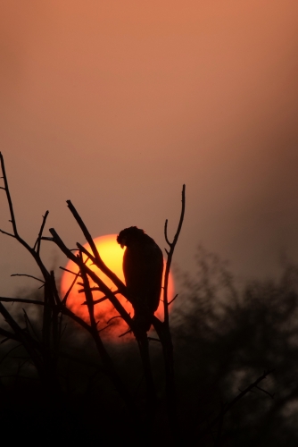 The back-lit bird of prey