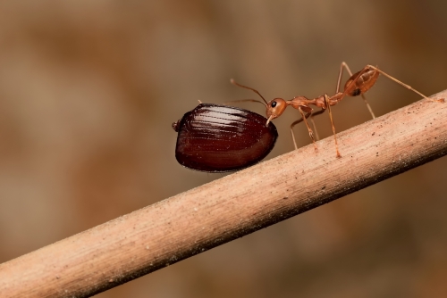 The ant's most dangerous enemies are other ants, just as man's most dangerous enemies are other men.