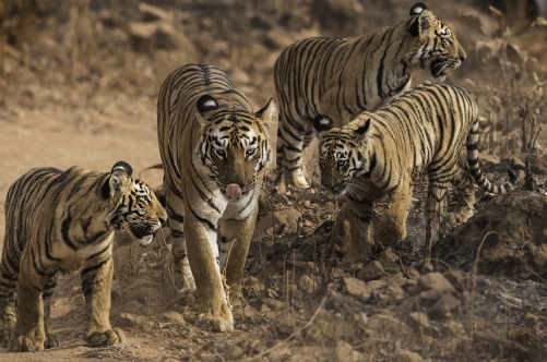 Gang of Tadoba