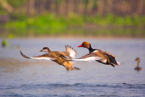 Flying Love Birds