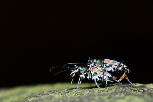 Mate-guarding behaviour of Tiger Beetle