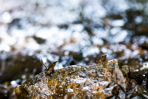 Dancing frog