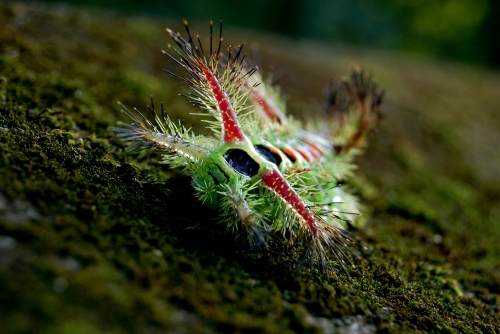 Caterpillar