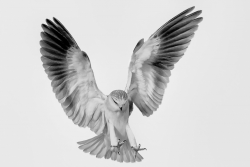 Black-shouldered kite