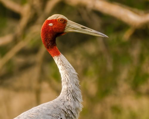 Sarus Crane