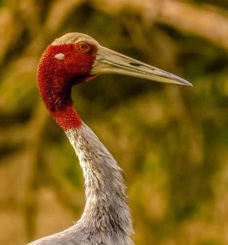 Sarus Crane Close up