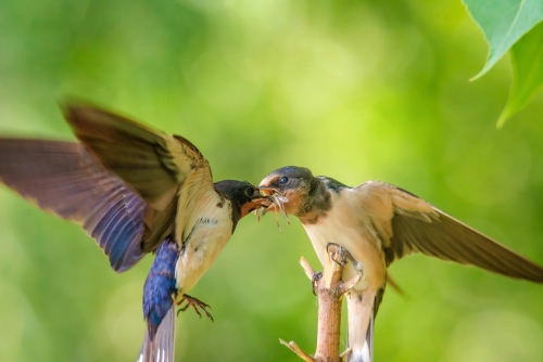 Barn Swallow