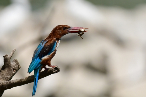 Kingfisher with a frog kill