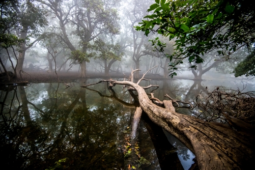 The abode of Birds