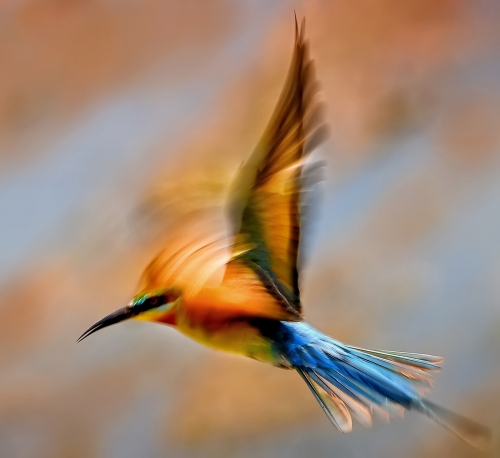 Blue tailed bee eater in slow shutter