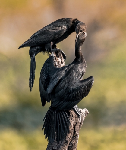 Cormorant