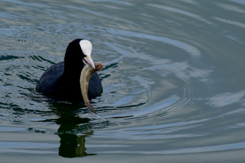 Common Coot with a kill