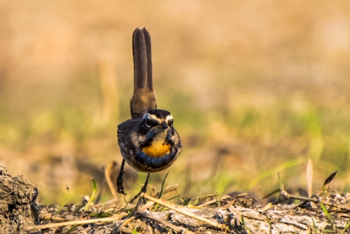 Bhaag Bluethroat Bhaag