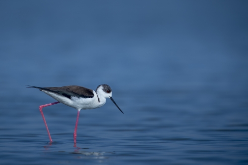 Black Winged Stilt @ LRK