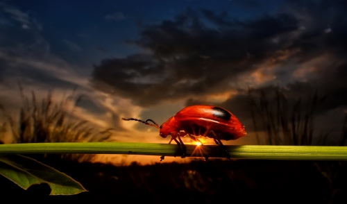 World of a Leaf Beetles