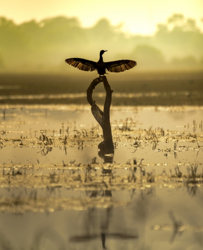 Sunbath of Cormorant