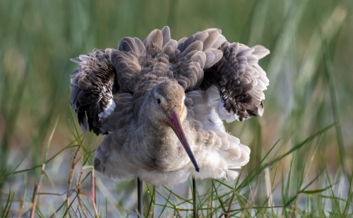 The Unusual Godwit