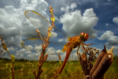 Earthscape through my wings