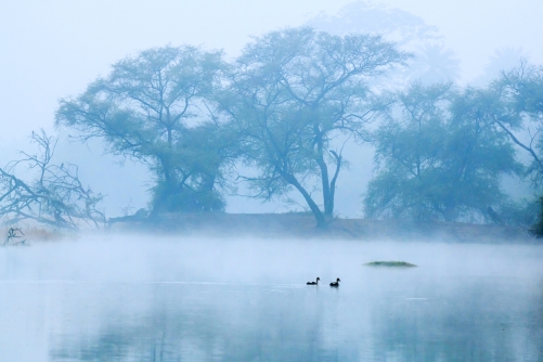 The morning fog