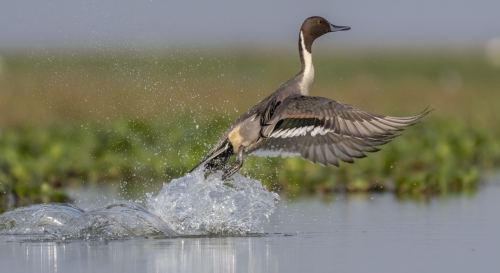 Northern Pintail