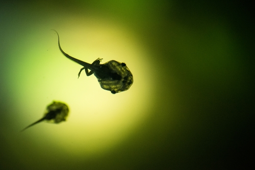 Tadpoles