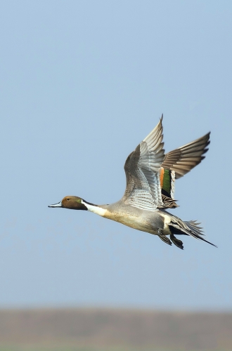 Flying style of Northern Pintail (Male)