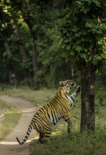 15 month old cub of Sukhi Patiya @ Bandhavgarh ...