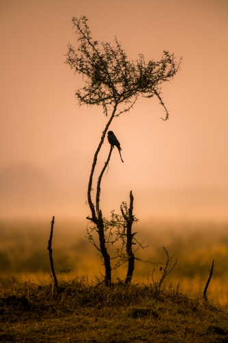 The lonely Black Drongo