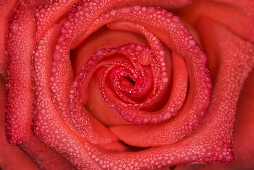 Rose kissed with morning dew jewels.