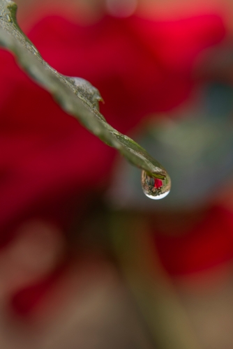 Morning dew droplet