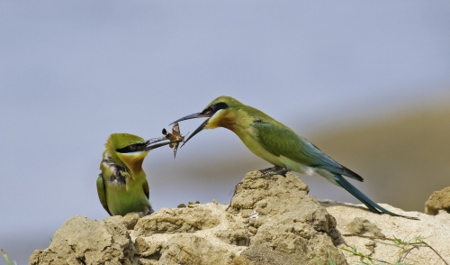 Mother's care