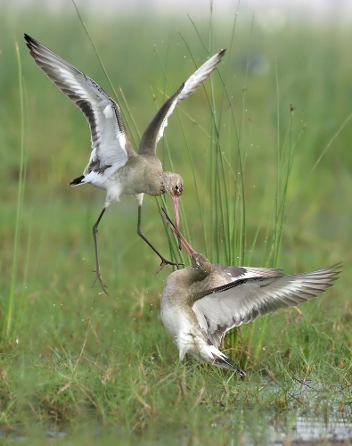 Black-tailed godwit