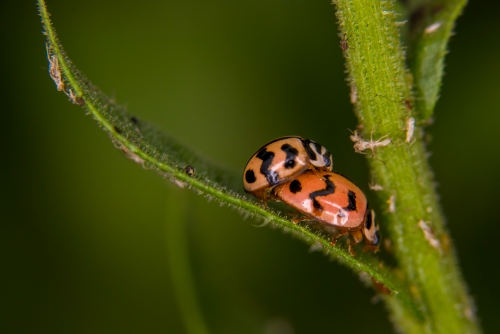 Ladybird pair caught in the act!