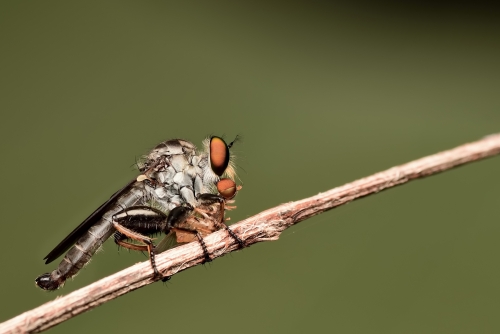 Robberfly - a violent hunter