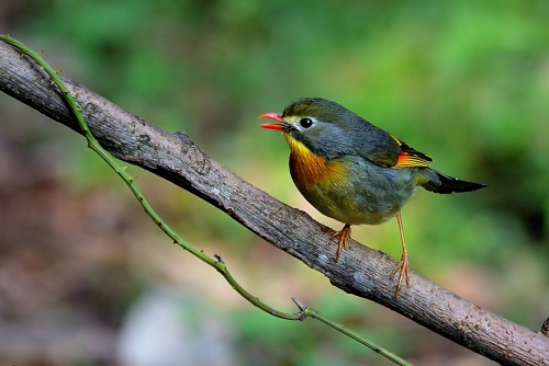 Red-billed Leiothrix