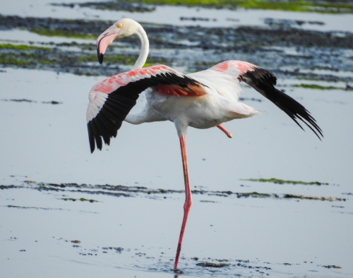 Single Legged Flamingo