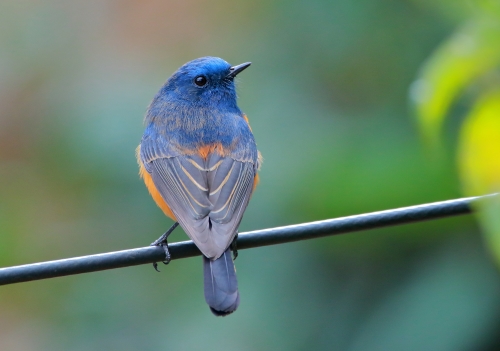 Mr. Gorgeous Blue