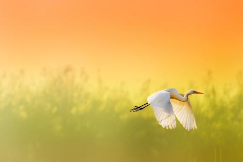 Egret flying home