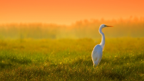 An Egret in paradise