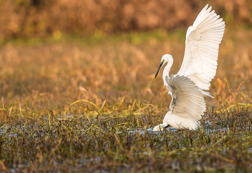 Egret Fight