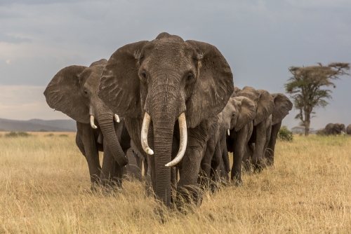 Elephant Herd