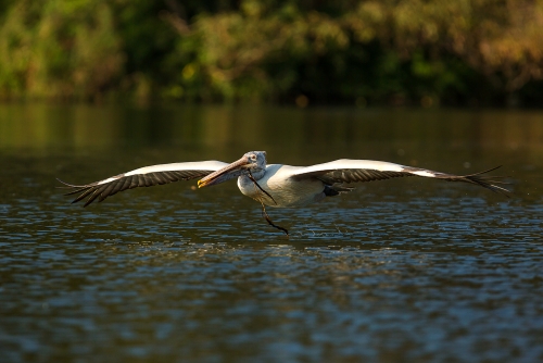 Pelican with Nesting material