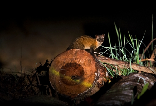 Deforestation and habitat loss